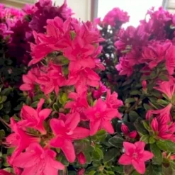 Japansk Azalea 'Vason' Rhododendron 'Vason' 2 Liter Potte -GrønGlæde Salgsbutik p36020 50833 rhododendron vason 4436