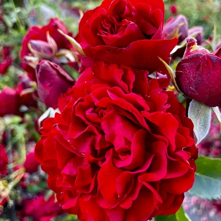 'Crazy In Love Red'™ Rosa X 'Crazy In Love Red'™ (Slyngrose) A-Kvalitet,- Barrods Roser Min. 3 Grene 1 'Crazy In Love Red'™ Rosa X 'Crazy In Love Red'™ (Slyngrose) A-Kvalitet,- Barrods Roser Min. 3 Grene