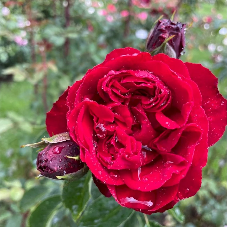 'Crazy In Love Red'™ Rosa X 'Crazy In Love Red'™ (Slyngrose) A-Kvalitet,- Barrods Roser Min. 3 Grene 3 'Crazy In Love Red'™ Rosa X 'Crazy In Love Red'™ (Slyngrose) A-Kvalitet,- Barrods Roser Min. 3 Grene - Billede 3