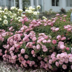 'Easy Cover'® Rosa X 'Easy Cover'® (Bunddækkerose) A-Kvalitet,- Barrods Roser Min. 3 Grene
