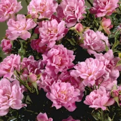 'Easy Cover'® Rosa X 'Easy Cover'® (Bunddækkerose) A-Kvalitet,- Barrods Roser Min. 3 Grene -GrønGlæde Salgsbutik p363 51954 rosa x easy cover bunddaekkerose 616f