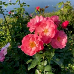 'Lars Lilholt' Rosa X 'Lars Lilholt' (Buketrose) A-kvalitet,- Pottede Roser -GrønGlæde Salgsbutik p36482 51591 rosa x lars lilholt buketrose 2374