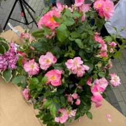 'Lars Lilholt' Rosa X 'Lars Lilholt' (Buketrose) A-kvalitet,- Pottede Roser -GrønGlæde Salgsbutik p36482 51592 rosa x lars lilholt buketrose 355a