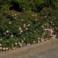 'Gentle Cover'® Rosa X 'Gentle Cover'® (Bunddækkerose) A-Kvalitet,- Barrods Roser Min. 3 Grene -GrønGlæde Salgsbutik p364 51962 rosa x gentle cover bunddaekkerose d3df