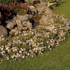 'Gentle Cover'® Rosa X 'Gentle Cover'® (Bunddækkerose) A-Kvalitet,- Barrods Roser Min. 3 Grene -GrønGlæde Salgsbutik p364 51963 rosa x gentle cover bunddaekkerose 7d6f