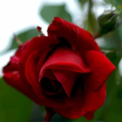 'Sympathie'® Rosa X 'Sympathie'® (Slyngrose) A-Kvalitet,- Barrods Roser Min. 3 Grene -GrønGlæde Salgsbutik p3653 52916 rosa x sympathie slyngrose 4be6