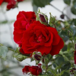 'Sympathie'® Rosa X 'Sympathie'® (Slyngrose) A-Kvalitet,- Barrods Roser Min. 3 Grene -GrønGlæde Salgsbutik p3653 53671 rosa x sympathie slyngrose b051