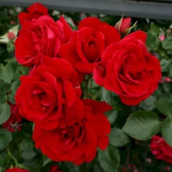 'Sympathie'® Rosa X 'Sympathie'® (Slyngrose) A-Kvalitet,- Barrods Roser Min. 3 Grene -GrønGlæde Salgsbutik p3653 53672 rosa x sympathie slyngrose b345