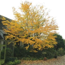 Hjertetræ Cercidiphyllum Japonicum Potte 7,5 Liter 175-200 Cm.