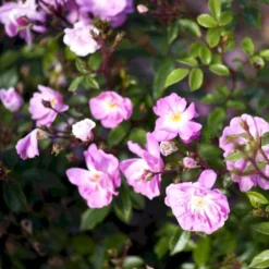 'Lavender Cover'® Rosa X 'Lavender Cover'® (Bunddækkerose) A-Kvalitet,- Barrods Roser Min. 3 Grene -GrønGlæde Salgsbutik p366 51970 rosa x lavender cover bunddaekkerose 803d