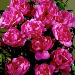 'Lavender Cover'® Rosa X 'Lavender Cover'® (Bunddækkerose) A-Kvalitet,- Barrods Roser Min. 3 Grene -GrønGlæde Salgsbutik p366 51971 rosa x lavender cover bunddaekkerose b7c0