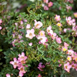 'Pink Cover'® Rosa X 'Pink Cover'® (Bunddækkerose) A-Kvalitet,- Barrods Roser Min. 3 Grene -GrønGlæde Salgsbutik p367 51973 rosa x pink cover bunddaekkerose 42e9