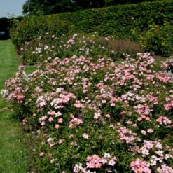 'Pink Cover'® Rosa X 'Pink Cover'® (Bunddækkerose) A-Kvalitet,- Barrods Roser Min. 3 Grene -GrønGlæde Salgsbutik p367 51974 rosa x pink cover bunddaekkerose f354