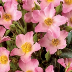 'Pink Cover'® Rosa X 'Pink Cover'® (Bunddækkerose) A-Kvalitet,- Barrods Roser Min. 3 Grene -GrønGlæde Salgsbutik p367 51975 rosa x pink cover bunddaekkerose a510