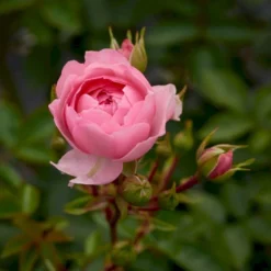 'Rosy Border'® Rosa X 'Rosy Border'® (Bunddækkerose) A-Kvalitet,- Barrods Roser Min. 3 Grene