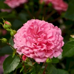 'Rosy Border'® Rosa X 'Rosy Border'® (Bunddækkerose) A-Kvalitet,- Barrods Roser Min. 3 Grene -GrønGlæde Salgsbutik p368 51977 rosa x rosy border bunddaekkerose eefe