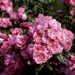 'Rosy Border'® Rosa X 'Rosy Border'® (Bunddækkerose) A-Kvalitet,- Barrods Roser Min. 3 Grene -GrønGlæde Salgsbutik p368 51979 rosa x rosy border bunddaekkerose e05e