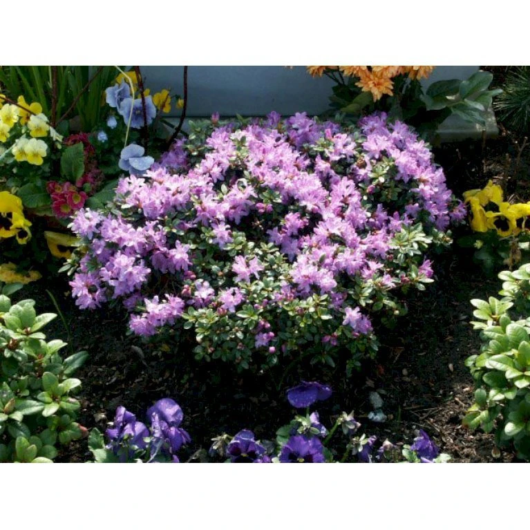 'Moerheim' Rhododendron Impeditum 'Moerheim' Potte 2,0 Liter,- 25-30 Cm. 1 'Moerheim' Rhododendron Impeditum 'Moerheim' Potte 2,0 Liter,- 25-30 Cm.