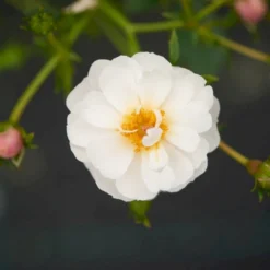 'Snow Cover'® Rosa X 'Snow Cover'® (Bunddækkerose) A-Kvalitet,- Barrods Roser Min. 3 Grene -GrønGlæde Salgsbutik p369 51984 rosa x snow cover bunddaekkerose 03fd