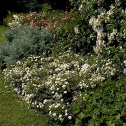 'Snow Cover'® Rosa X 'Snow Cover'® (Bunddækkerose) A-Kvalitet,- Barrods Roser Min. 3 Grene -GrønGlæde Salgsbutik p369 51985 rosa x snow cover bunddaekkerose 9f35