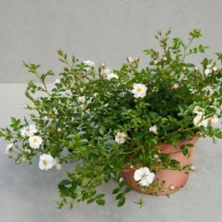 'Snow Cover'® Rosa X 'Snow Cover'® (Bunddækkerose) A-Kvalitet,- Barrods Roser Min. 3 Grene -GrønGlæde Salgsbutik p369 51987 rosa x snow cover bunddaekkerose efe1