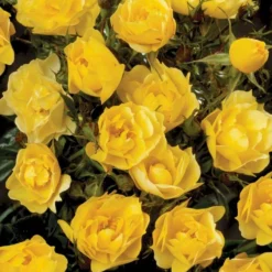 'Sun Cover'® Rosa X 'Sun Cover'® (Bunddækkerose) A-Kvalitet,- Barrods Roser Min. 3 Grene -GrønGlæde Salgsbutik p370 51997 rosa x sun cover bunddaekkerose c888