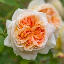 'Bathsheba' Rosa X 'Bathsheba' (Engelsk Rose) A-Kvalitet,- Barrods Roser Min. 3 Grene -GrønGlæde Salgsbutik p37127 52942 rosa x bathsheba engelsk rose 4356