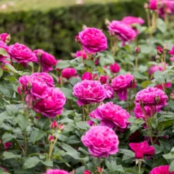 'James L. Austin' Rosa X 'James L. Austin' (Engelsk Rose) A-Kvalitet,- Barrods Roser Min. 3 Grene -GrønGlæde Salgsbutik p37129 53038 rosa x james l austin engelsk rose d554