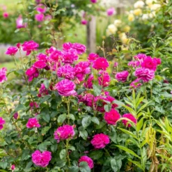 'James L. Austin' Rosa X 'James L. Austin' (Engelsk Rose) A-Kvalitet,- Barrods Roser Min. 3 Grene -GrønGlæde Salgsbutik p37129 53039 rosa x james l austin engelsk rose ed70