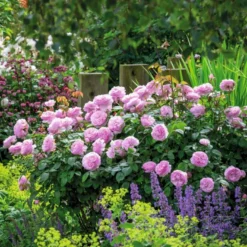 'Olivia Rose' Rosa X 'Olivia Rose' (Engelsk Rose) A-Kvalitet,- Barrods Roser Min. 3 Grene -GrønGlæde Salgsbutik p37130 53071 rosa x olivia rose engelsk rose 1ee8