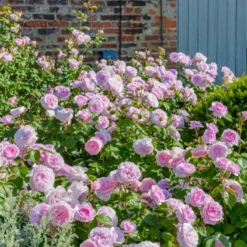 'Olivia Rose' Rosa X 'Olivia Rose' (Engelsk Rose) A-Kvalitet,- Barrods Roser Min. 3 Grene -GrønGlæde Salgsbutik p37130 53073 rosa x olivia rose engelsk rose 6cf3