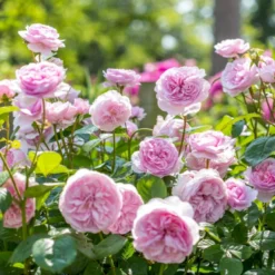 'Olivia Rose' Rosa X 'Olivia Rose' (Engelsk Rose) A-Kvalitet,- Barrods Roser Min. 3 Grene -GrønGlæde Salgsbutik p37130 53074 rosa x olivia rose engelsk rose 751b