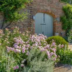 'Olivia Rose' Rosa X 'Olivia Rose' (Engelsk Rose) A-Kvalitet,- Barrods Roser Min. 3 Grene -GrønGlæde Salgsbutik p37130 53075 rosa x olivia rose engelsk rose 0ce3