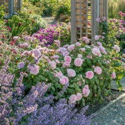 'Olivia Rose' Rosa X 'Olivia Rose' (Engelsk Rose) A-Kvalitet,- Barrods Roser Min. 3 Grene -GrønGlæde Salgsbutik p37130 53076 rosa x olivia rose engelsk rose 855b