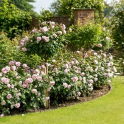 'Olivia Rose' Rosa X 'Olivia Rose' (Engelsk Rose) A-Kvalitet,- Barrods Roser Min. 3 Grene -GrønGlæde Salgsbutik p37130 53078 rosa x olivia rose engelsk rose 53e0