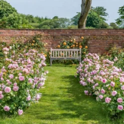 'Olivia Rose' Rosa X 'Olivia Rose' (Engelsk Rose) A-Kvalitet,- Barrods Roser Min. 3 Grene -GrønGlæde Salgsbutik p37130 53079 rosa x olivia rose engelsk rose 1c5c