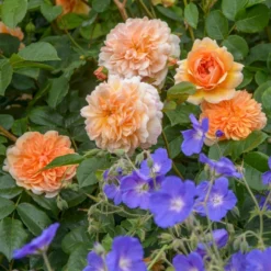 'Port Sunlight' Rosa X 'Port Sunlight' (Engelsk Rose) A-Kvalitet,- Barrods Roser Min. 3 Grene -GrønGlæde Salgsbutik p37131 53087 rosa x port sunlight engelsk rose dbe4