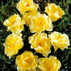 'Sunburst Border'® Rosa X 'Sunburst Border'® (Bunddækkerose) A-Kvalitet,- Barrods Roser Min. 3 Grene -GrønGlæde Salgsbutik p371 52001 rosa x sunburst border bunddaekkerose 44f7