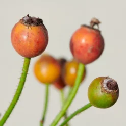 'Sunburst Border'® Rosa X 'Sunburst Border'® (Bunddækkerose) A-Kvalitet,- Barrods Roser Min. 3 Grene -GrønGlæde Salgsbutik p371 52002 rosa x sunburst border bunddaekkerose 46e8