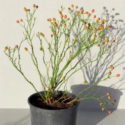 'Sunburst Border'® Rosa X 'Sunburst Border'® (Bunddækkerose) A-Kvalitet,- Barrods Roser Min. 3 Grene -GrønGlæde Salgsbutik p371 52003 rosa x sunburst border bunddaekkerose efa5