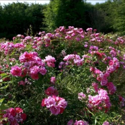 'Supreme Cover'® Rosa X 'Supreme Cover'® (Bunddækkerose) A-Kvalitet,- Barrods Roser Min. 3 Grene