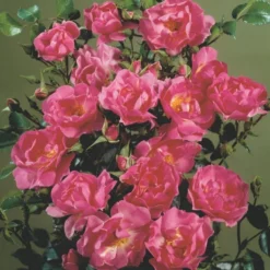 'Supreme Cover'® Rosa X 'Supreme Cover'® (Bunddækkerose) A-Kvalitet,- Barrods Roser Min. 3 Grene -GrønGlæde Salgsbutik p372 52006 rosa x supreme cover bunddaekkerose 45ae