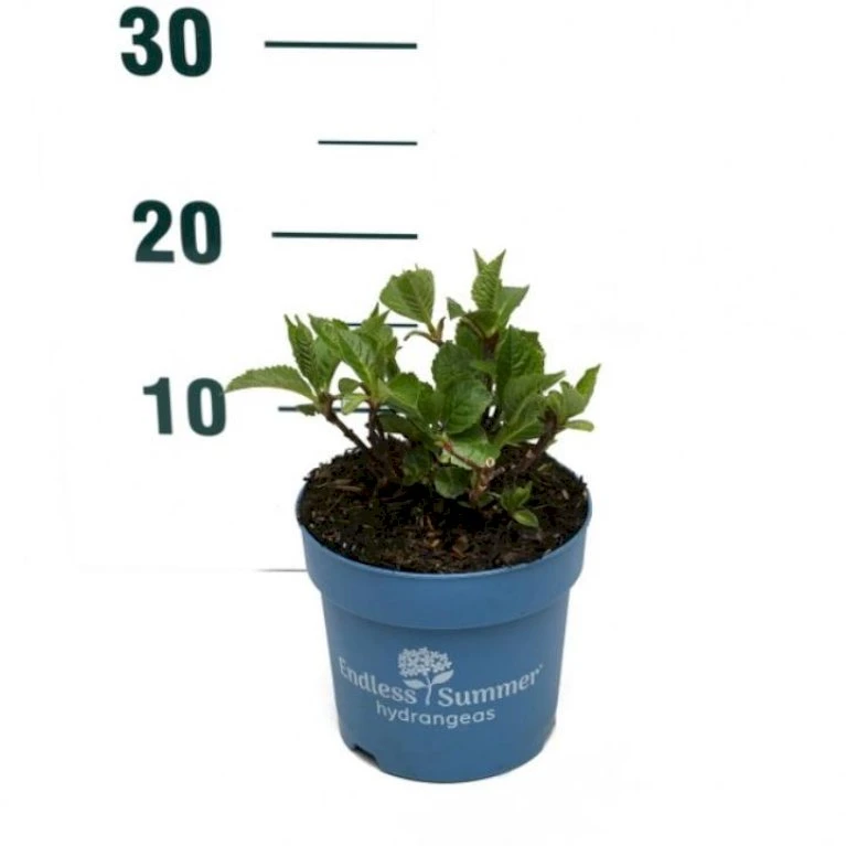 Hortensia Endless Summer Summer Love Red Hydrangea Endless Summer Summer Love Red Potte 2,0 Liter,- 10-20 Cm. 1 Hortensia Endless Summer Summer Love Red Hydrangea Endless Summer Summer Love Red Potte 2,0 Liter,- 10-20 Cm.