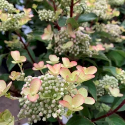 Syrén-Hortensia 'Early Harry' Hydrangea Paniculata 'Early Harry' 5 Liter Potte