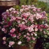 'Sweet Cover'® Rosa X 'Sweet Cover'® (Bunddækkerose) A-Kvalitet,- Barrods Roser Min. 3 Grene
