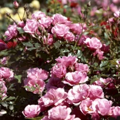 'Sweet Cover'® Rosa X 'Sweet Cover'® (Bunddækkerose) A-Kvalitet,- Barrods Roser Min. 3 Grene -GrønGlæde Salgsbutik p373 52012 rosa x sweet cover bunddaekkerose 1646