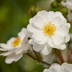 Nye udgivelser 17 'Tumbling Waters'™ Rosa X 'Tumbling Waters'™ (Bunddækkerose) A-Kvalitet,- Barrods Roser Min. 3 Grene