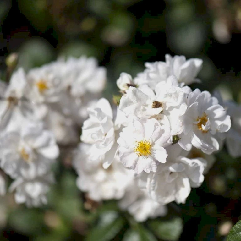 'Tumbling Waters'™ Rosa X 'Tumbling Waters'™ (Bunddækkerose) A-Kvalitet,- Barrods Roser Min. 3 Grene 3 'Tumbling Waters'™ Rosa X 'Tumbling Waters'™ (Bunddækkerose) A-Kvalitet,- Barrods Roser Min. 3 Grene - Billede 3