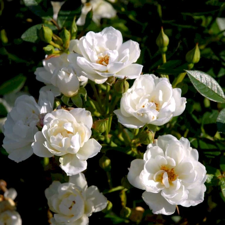 'Tumbling Waters'™ Rosa X 'Tumbling Waters'™ (Bunddækkerose) A-Kvalitet,- Barrods Roser Min. 3 Grene 4 'Tumbling Waters'™ Rosa X 'Tumbling Waters'™ (Bunddækkerose) A-Kvalitet,- Barrods Roser Min. 3 Grene - Billede 4