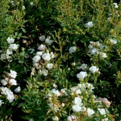 'Tumbling Waters'™ Rosa X 'Tumbling Waters'™ (Bunddækkerose) A-Kvalitet,- Barrods Roser Min. 3 Grene 16 'Tumbling Waters'™ Rosa X 'Tumbling Waters'™ (Bunddækkerose) A-Kvalitet,- Barrods Roser Min. 3 Grene -GrønGlæde Salgsbutik p374 52017 rosa x tumbling waters bunddaekkerose d7ca